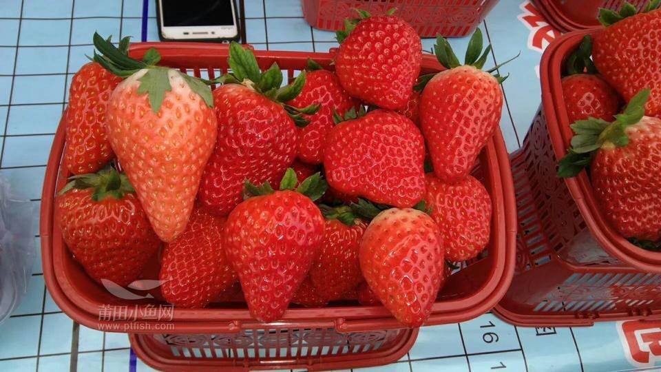 莆田市区哪里有草莓(莆田生态园草莓采摘基地)